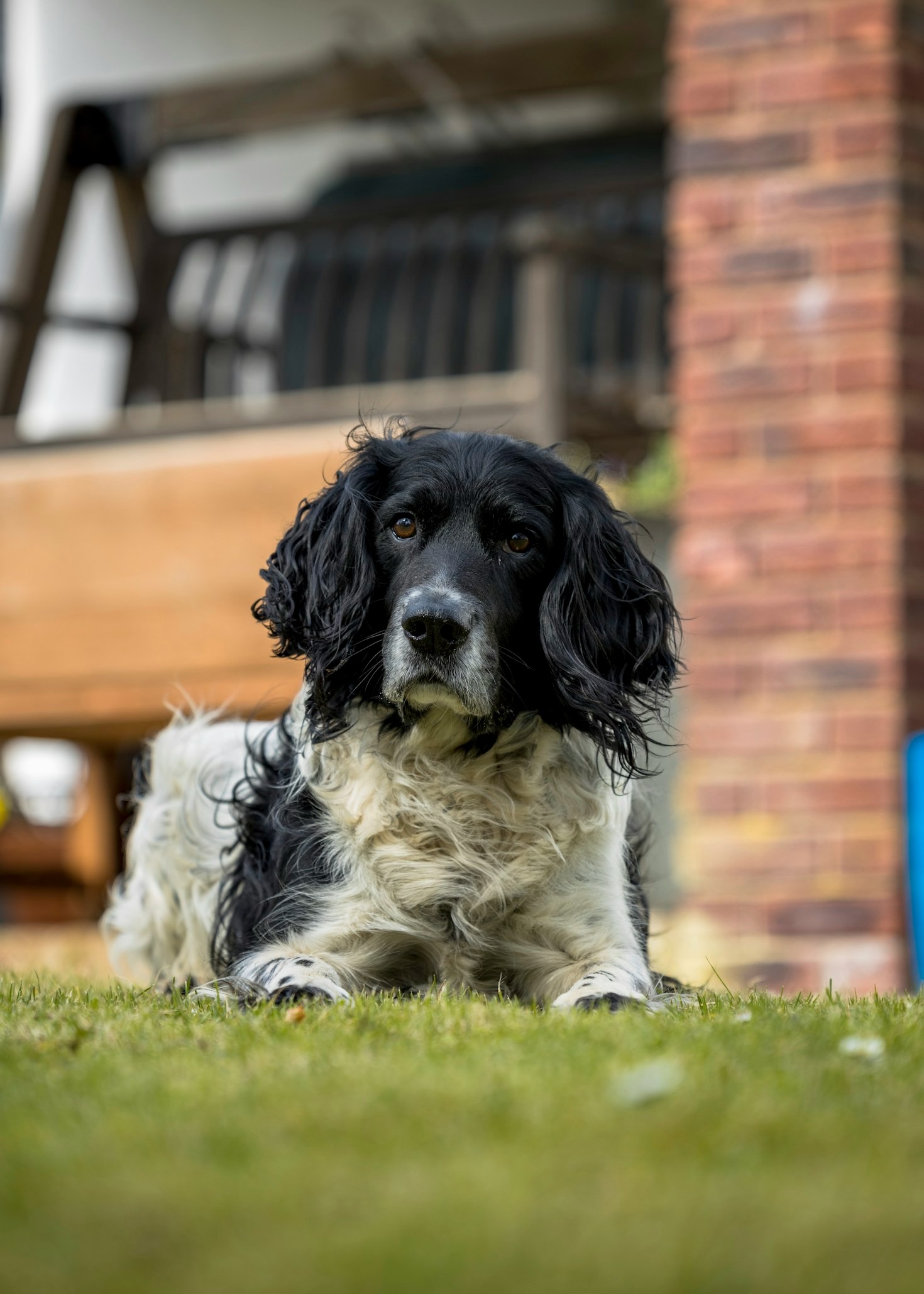 Understanding Your Pet’s Body Language